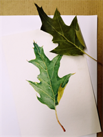 Naturschulkurs+-+Botanische+Illustration%2c+Aquarell+-+Herbstfarben+und+F%c3%bclle+%5b003%5d